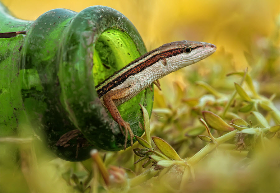 Фотография: Этот забавный макромир №13 - BigPicture.ru