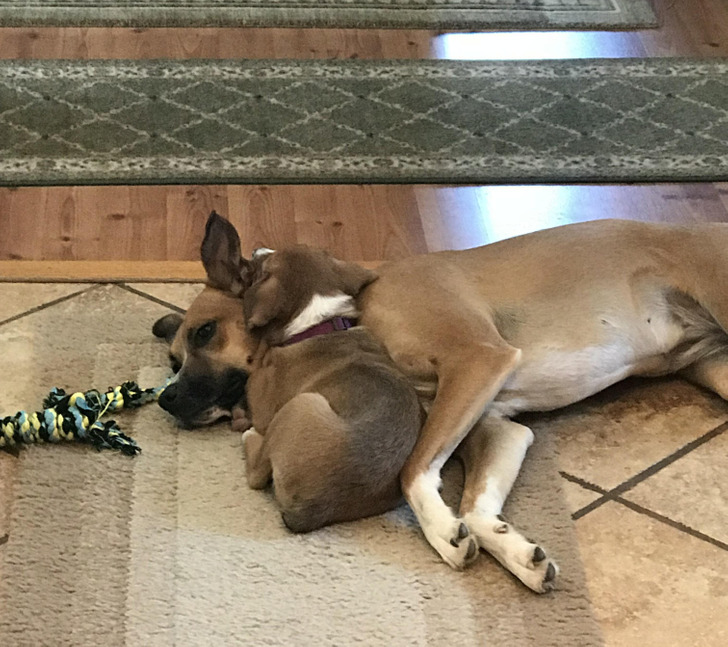 20+ животных, которые были готовы к чему угодно, но только не к родительству