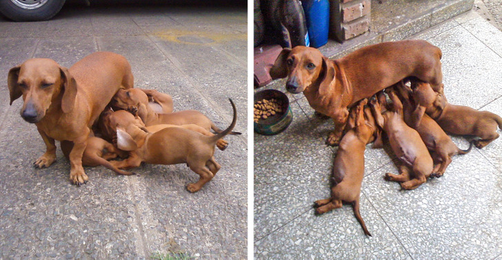 20+ животных, которые были готовы к чему угодно, но только не к родительству