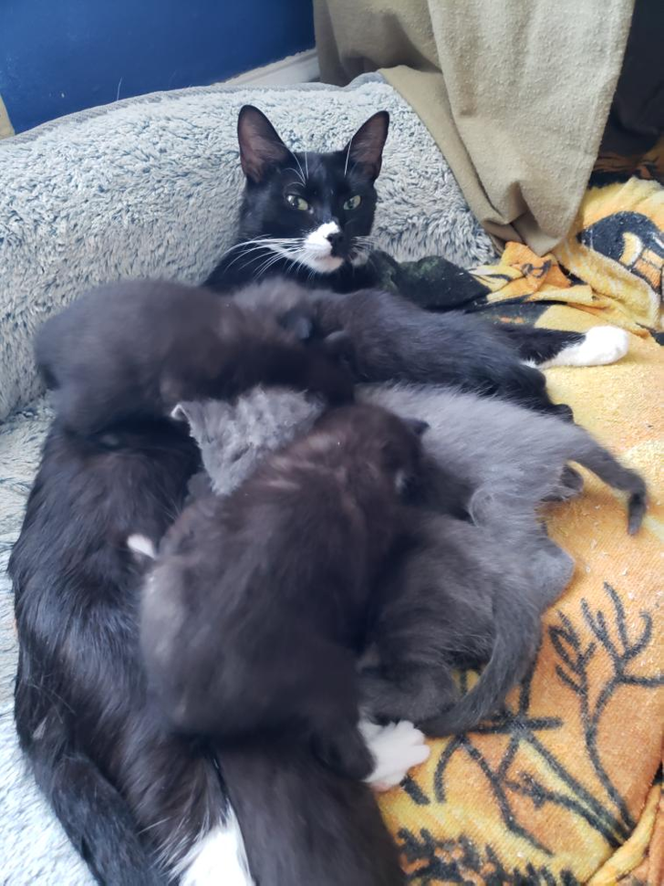 20+ животных, которые были готовы к чему угодно, но только не к родительству