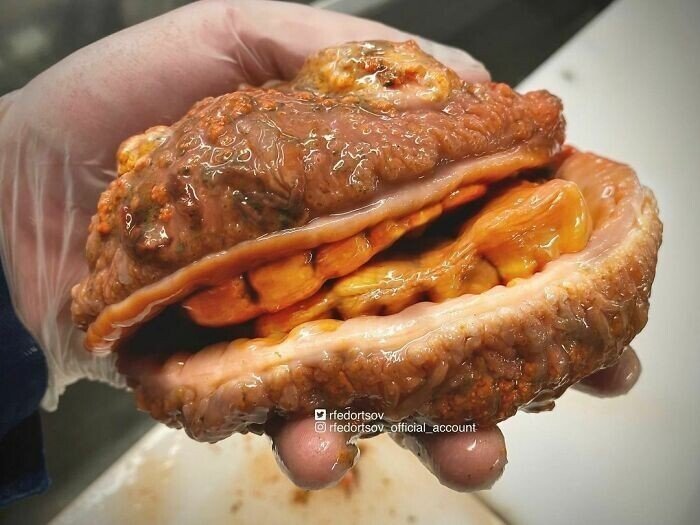 Российский рыбак показывает монстров из глубин