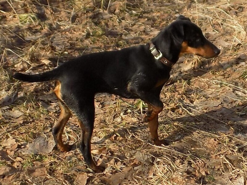 Охотник из Курской области 5 дней искал под землёй свою собаку