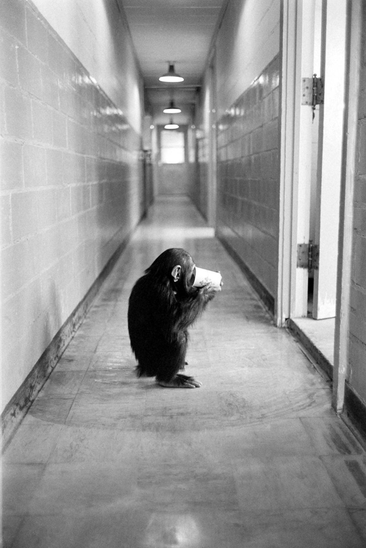 Фото №11 - Удивительная фотоистория Хэма — первого шимпанзе в космосе