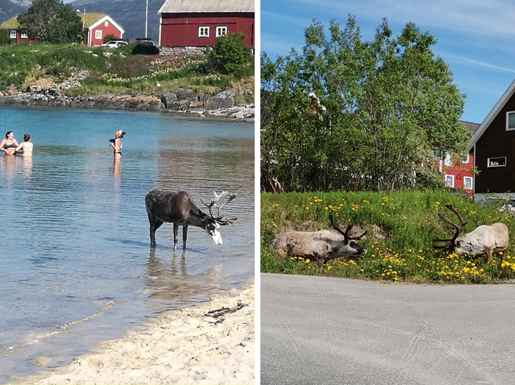 25 фотографий из Норвегии, увидев которые приезжие диву даются. А для местных это обыденное дело