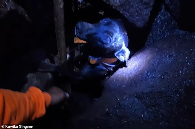 Гаваец спустился в расщелину в активном вулкане, чтобы спасти застрявшую в ней собаку