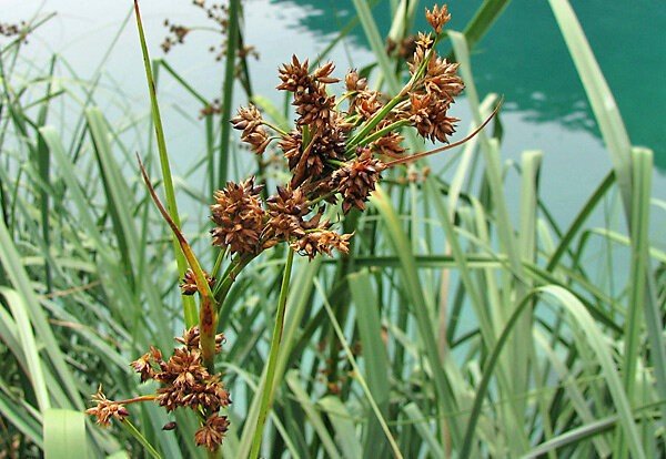 Россия на 20% — болото, щит от парникового эффекта и ещё 10 неожиданных фактов о болотах Россия на 20% — болото, щит от парникового эффекта и ещё 10 неожиданных фактов о болотах