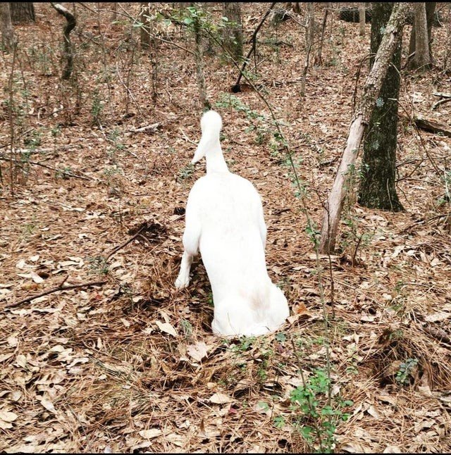 Фотографии, на которые придется посмотреть дважды