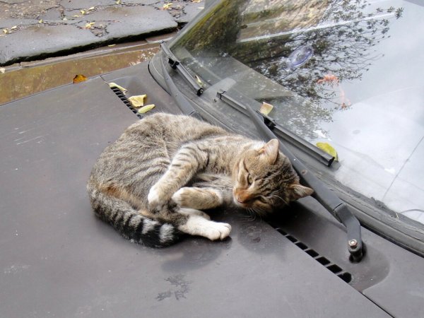 Без кота и жизнь не та