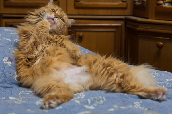 Без кота и жизнь не та