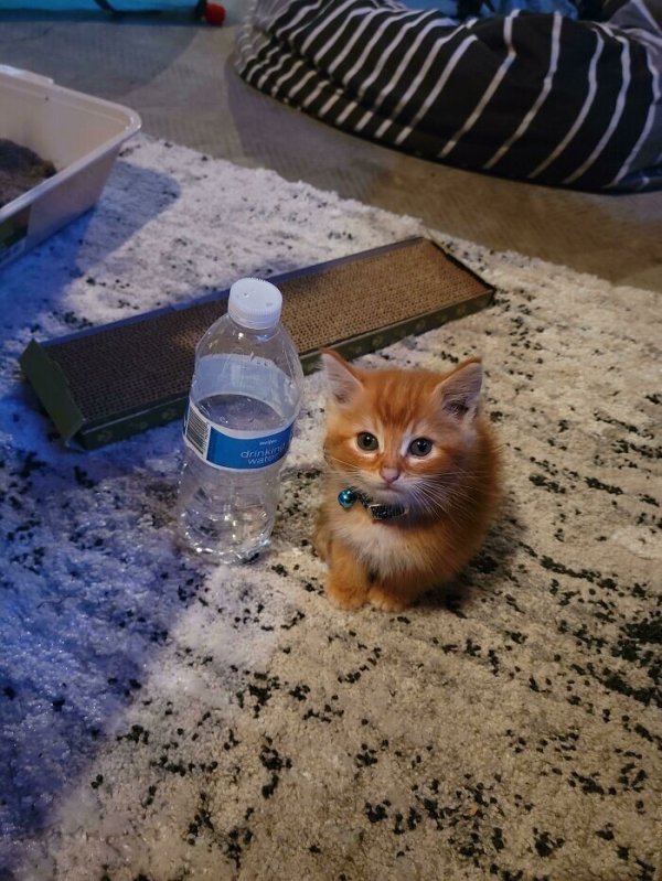 Без кота и жизнь не та