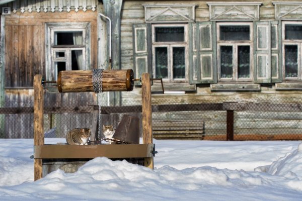 Без кота и жизнь не та