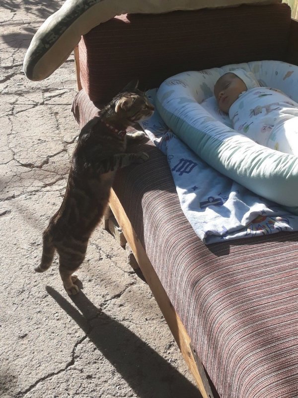 Без кота и жизнь не та