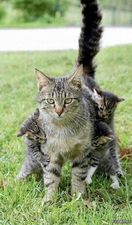 Без кота и жизнь не та