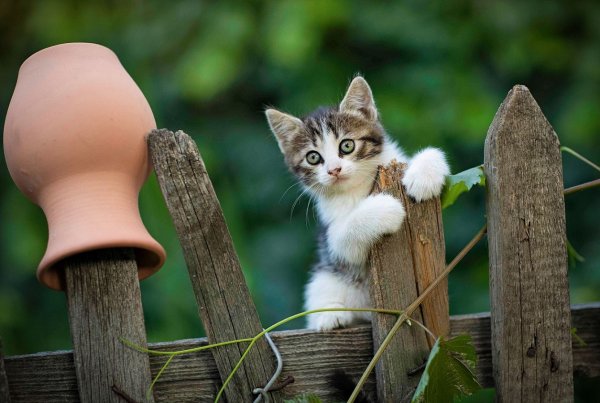 Без кота и жизнь не та