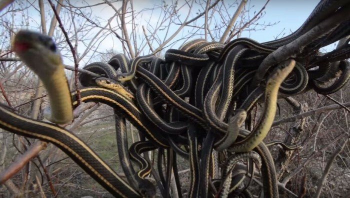 Зачем змеи завязываются в узел, и могут ли они из него развязаться?