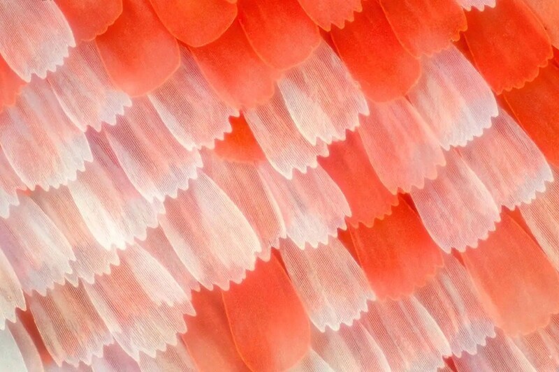 Как фантастично выглядят обычные вещи под микроскопом