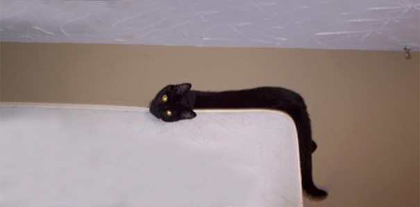 Фотография: 21 неоспоримый аргумент в пользу того, что животные — это жидкость №13 - BigPicture.ru