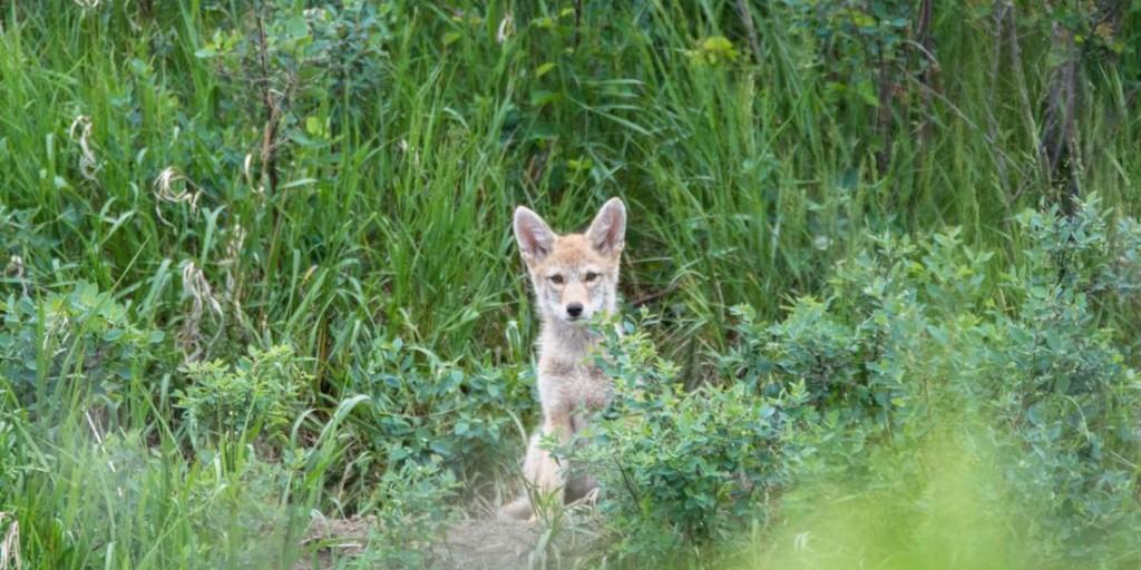 Фотография: Их уже более миллиона: люди создали нового хищника, захватывающего северо-восток США №2 - BigPicture.ru
