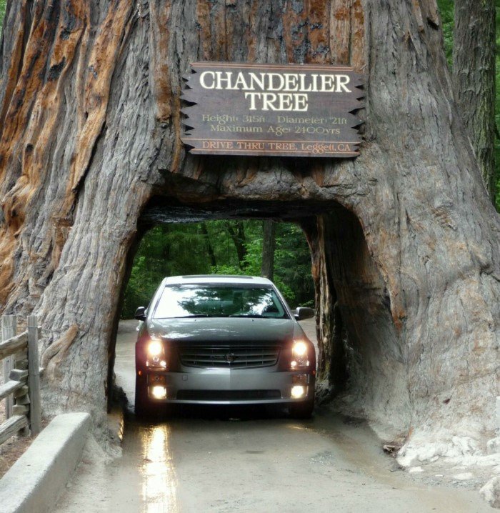 «Секвойная лихорадка». Как в XIX веке американцы едва не уничтожили самое крупное и древнее дерево в мире