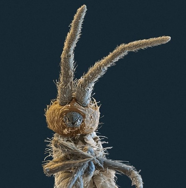 Мир через микроскоп: интересные макрофотографии Мир через микроскоп: интересные макрофотографии