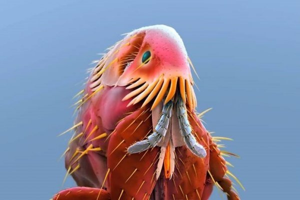 Мир через микроскоп: интересные макрофотографии Мир через микроскоп: интересные макрофотографии