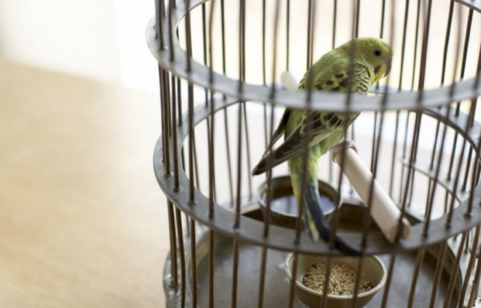 Маленькая птичка и большие проблемы, с которыми могут столкнуться хозяева. 5 причин не заводить волнистого попугая