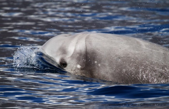 Клюворыл: Кит, что обитает во мраке бездны. Опускается на глубину в 3 километра и задерживает дыхание на 3 часа! Клюворыл: Кит, что обитает во мраке бездны. Опускается на глубину в 3 километра и задерживает дыхание на 3 часа!