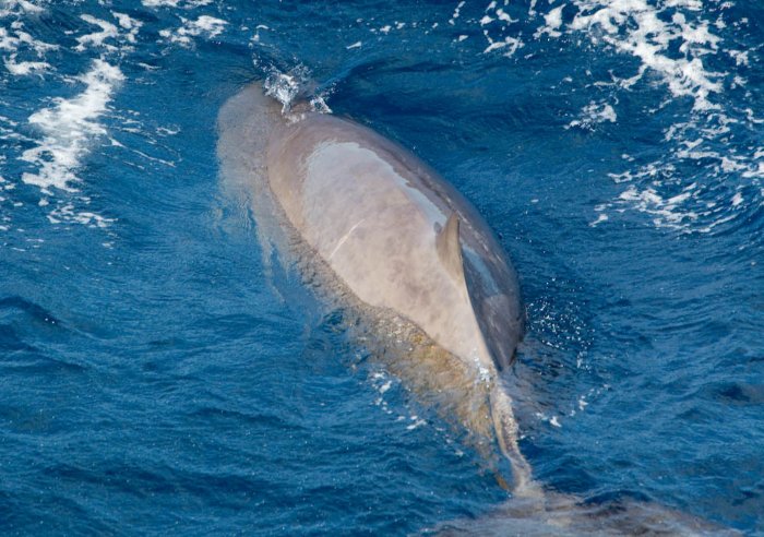 Клюворыл: Кит, что обитает во мраке бездны. Опускается на глубину в 3 километра и задерживает дыхание на 3 часа! Клюворыл: Кит, что обитает во мраке бездны. Опускается на глубину в 3 километра и задерживает дыхание на 3 часа!