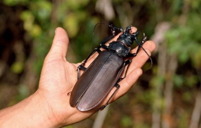 Топ 10 самых больших насекомых в мире