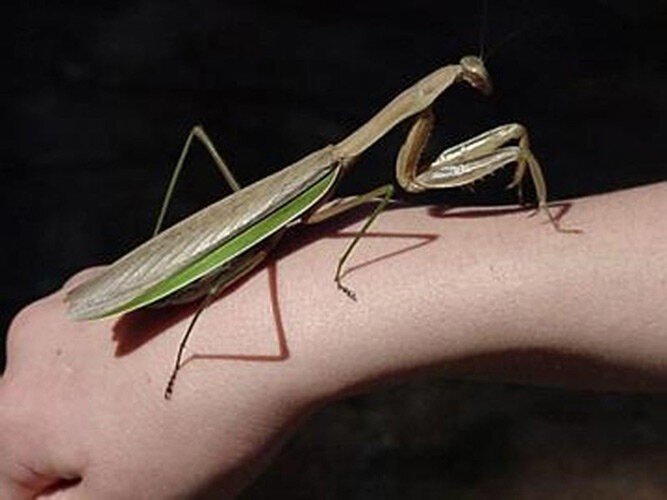 Топ 10 самых больших насекомых в мире