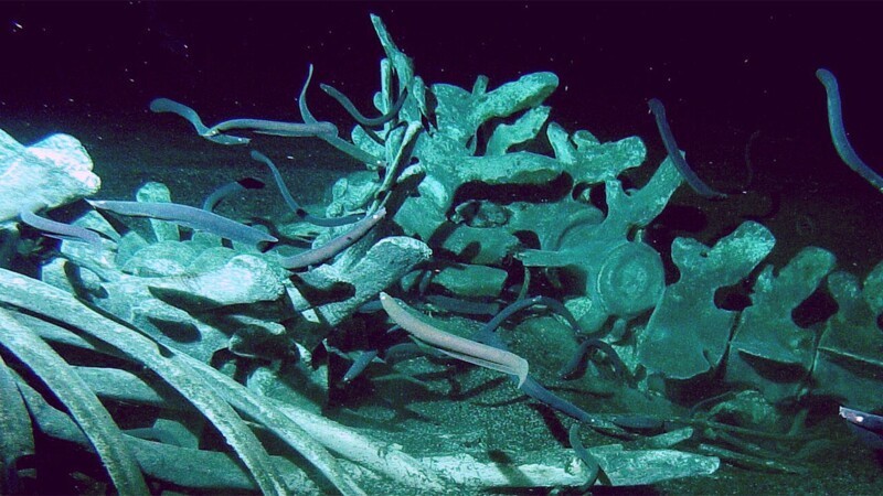 25 не слишком приятных фактов об океане 25 не слишком приятных фактов об океане