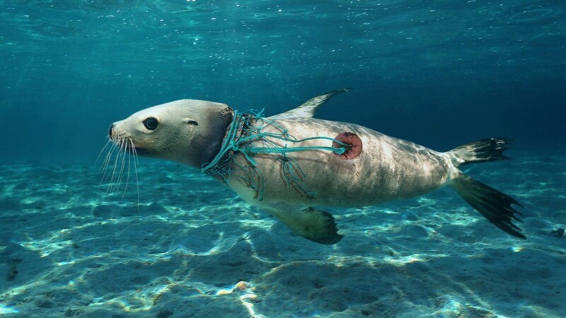 25 не слишком приятных фактов об океане 25 не слишком приятных фактов об океане