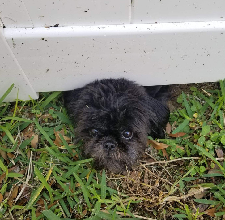 20+ человек, у которых мы готовы взять пару уроков на тему «Как шикарно сфотографировать четвероногого друга»