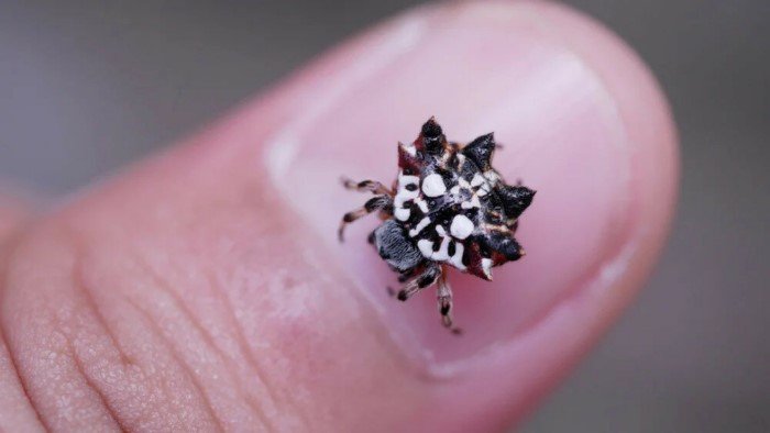 Рогатые пауки: Острый монстрик, которого избегают хищники. 68 видов с разной формой шипов