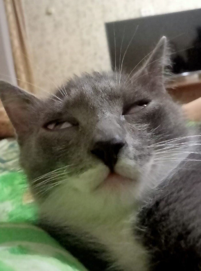 20 смешных кошачьих эмоций, в которых вы наверняка узнаете себя 20 смешных кошачьих эмоций, в которых вы наверняка узнаете себя