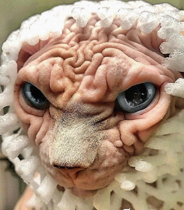 20 смешных кошачьих эмоций, в которых вы наверняка узнаете себя 20 смешных кошачьих эмоций, в которых вы наверняка узнаете себя