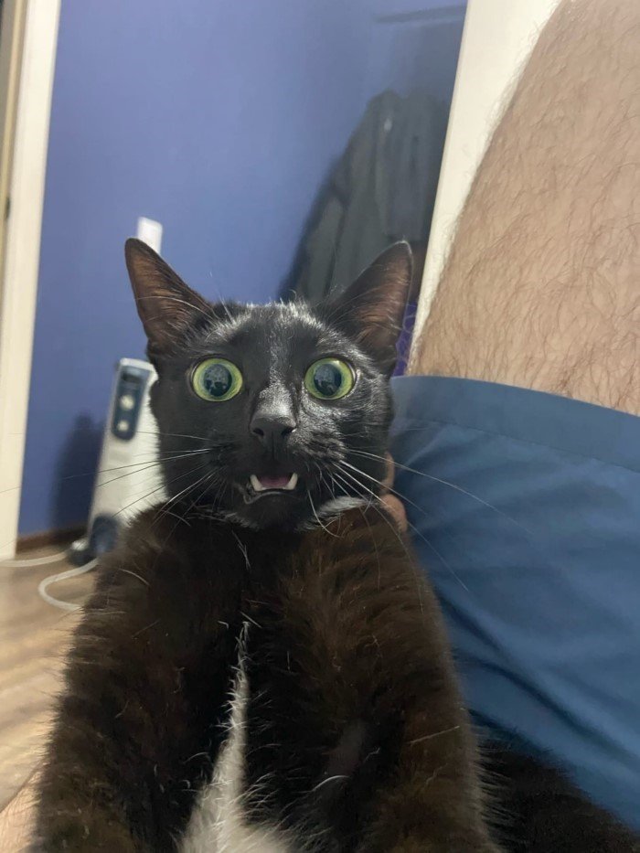 20 смешных кошачьих эмоций, в которых вы наверняка узнаете себя 20 смешных кошачьих эмоций, в которых вы наверняка узнаете себя