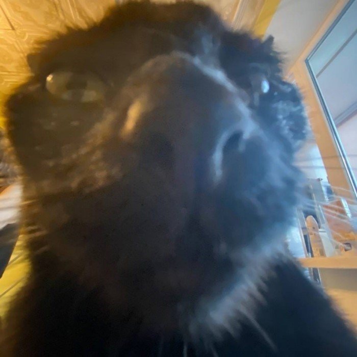 20 смешных кошачьих эмоций, в которых вы наверняка узнаете себя 20 смешных кошачьих эмоций, в которых вы наверняка узнаете себя