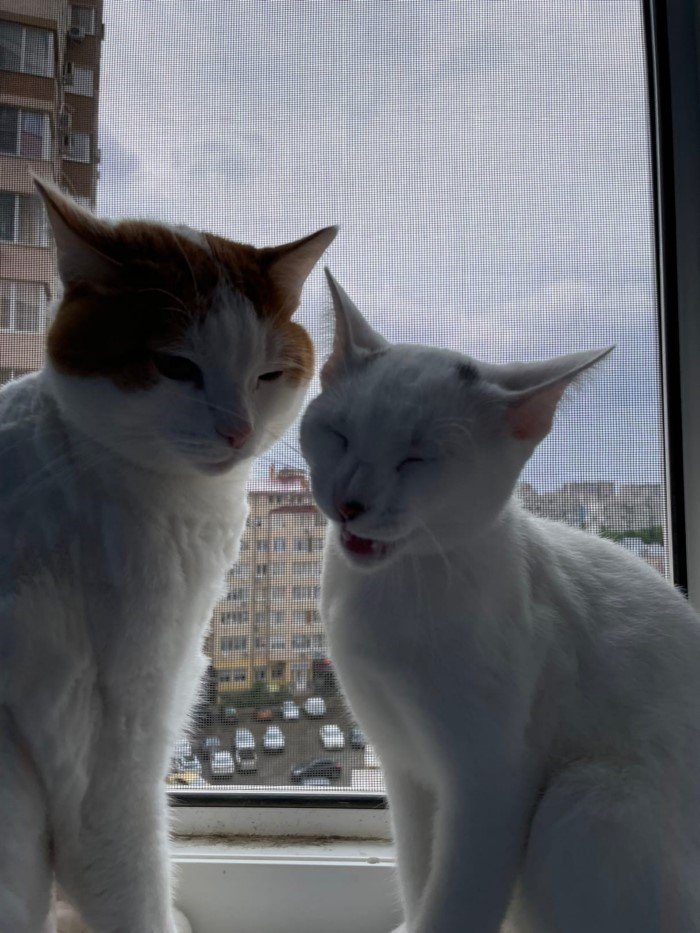 20 смешных кошачьих эмоций, в которых вы наверняка узнаете себя 20 смешных кошачьих эмоций, в которых вы наверняка узнаете себя