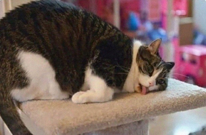 20 смешных кошачьих эмоций, в которых вы наверняка узнаете себя 20 смешных кошачьих эмоций, в которых вы наверняка узнаете себя