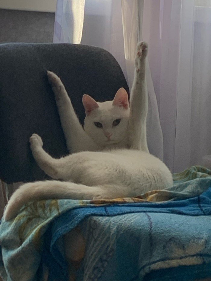 20 смешных кошачьих эмоций, в которых вы наверняка узнаете себя 20 смешных кошачьих эмоций, в которых вы наверняка узнаете себя