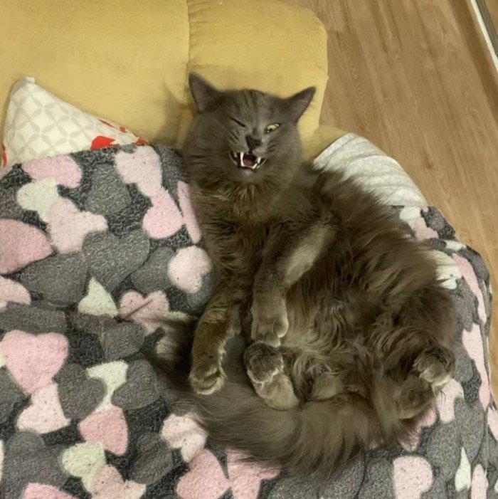 20 смешных кошачьих эмоций, в которых вы наверняка узнаете себя 20 смешных кошачьих эмоций, в которых вы наверняка узнаете себя