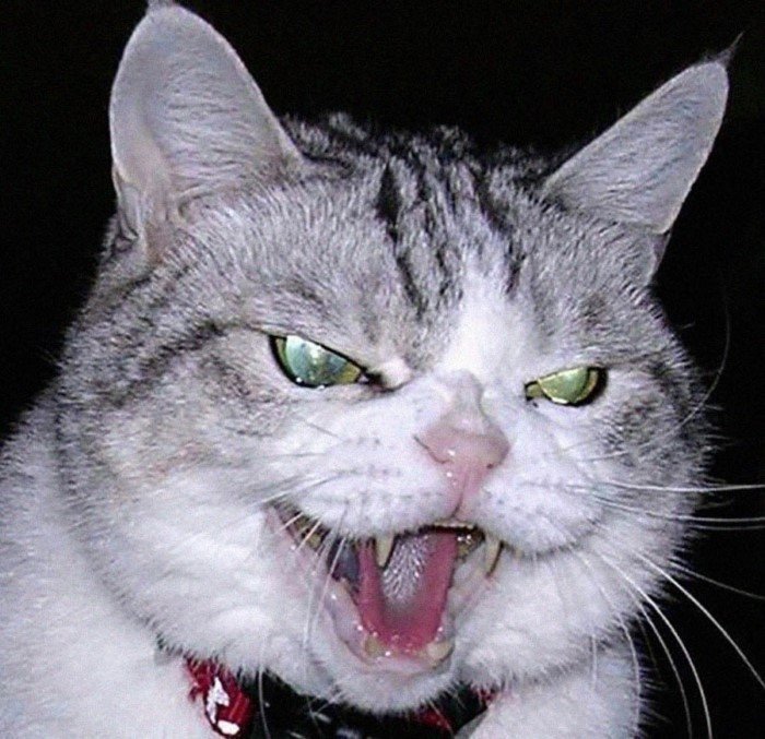 20 смешных кошачьих эмоций, в которых вы наверняка узнаете себя 20 смешных кошачьих эмоций, в которых вы наверняка узнаете себя