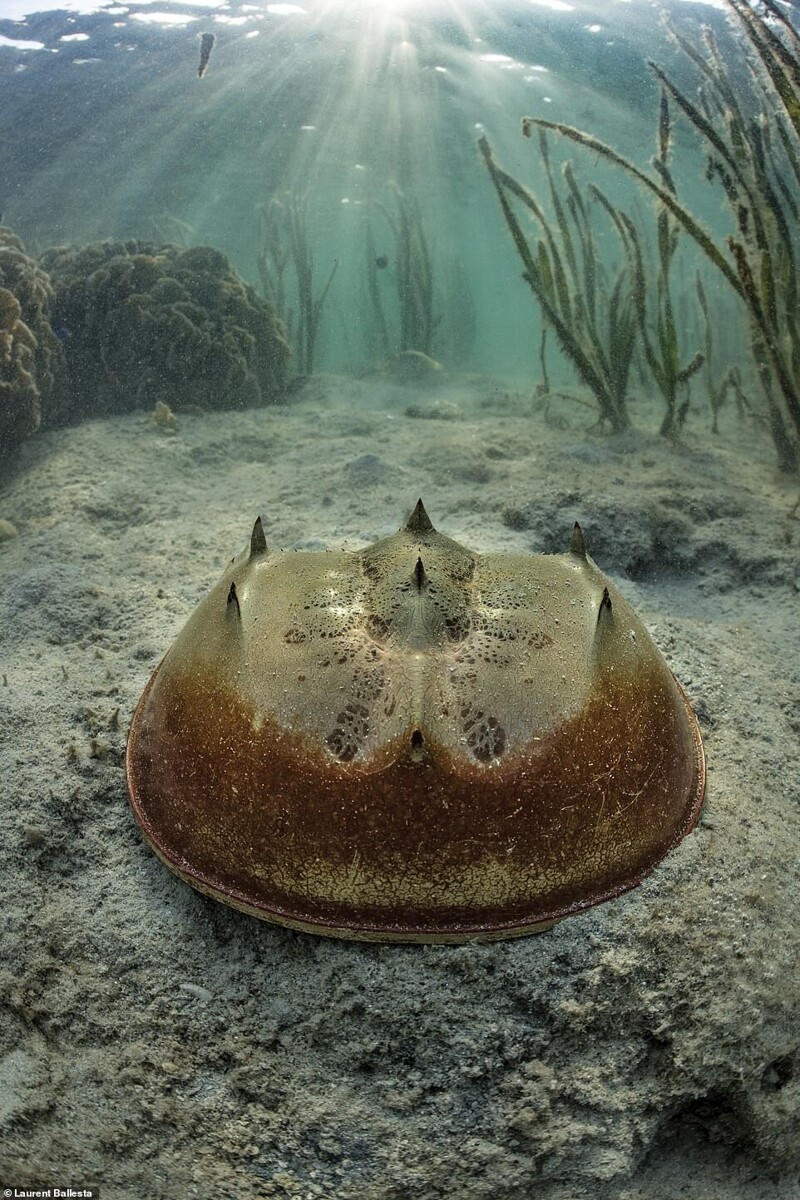 Удивительная жизнь мечехвостов