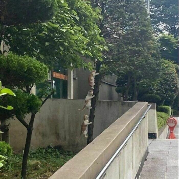 Они теперь растут на деревьях!