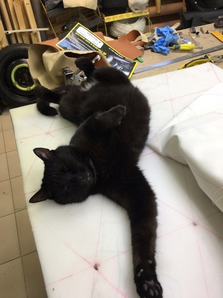 Фотография: Работящие коты-заводчане: они никогда не скажут, что у них лапки №6 - BigPicture.ru