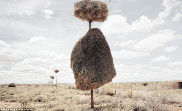 Гигантское гнездо птицы-ткачика. 5 фактов про пернатого «монстра», который тут живет