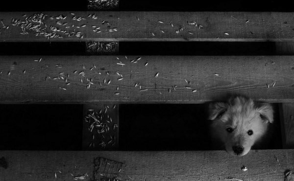 Так светло жизнь в деревне еще никто не снимал