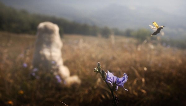 Так светло жизнь в деревне еще никто не снимал