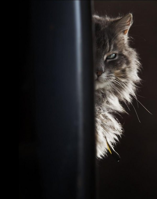 Так светло жизнь в деревне еще никто не снимал